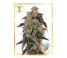 Mr. Gelato Ice de Mr. Nice Seeds