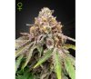 BLUE HAZE X GELATO 41 AUTO OF GREEN HOUSE SEEDS IN THE CATALOG OF LA HUERTA GROWSHOP.