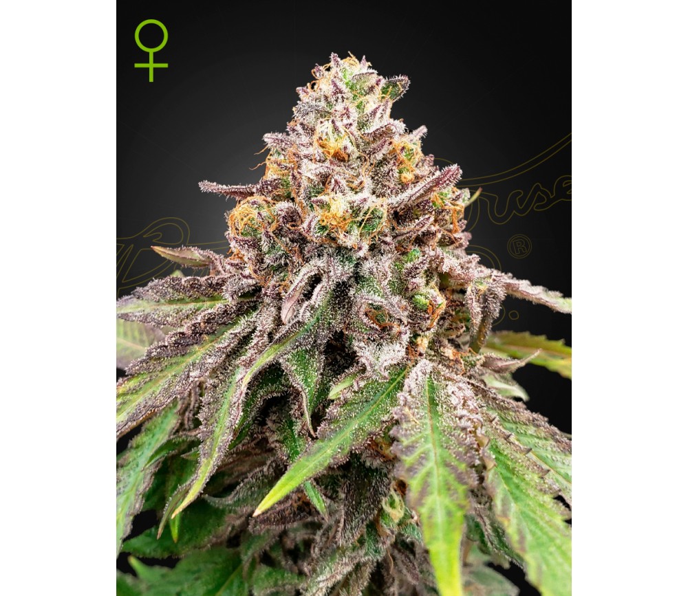 BLUE HAZE X GELATO 41 AUTO VON GREEN HOUSE SEEDS IM KATALOG VON LA HUERTA GROWSHOP.