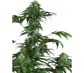 420 Punch de Sensi Seeds en el catálogo de La Huerta Growshop