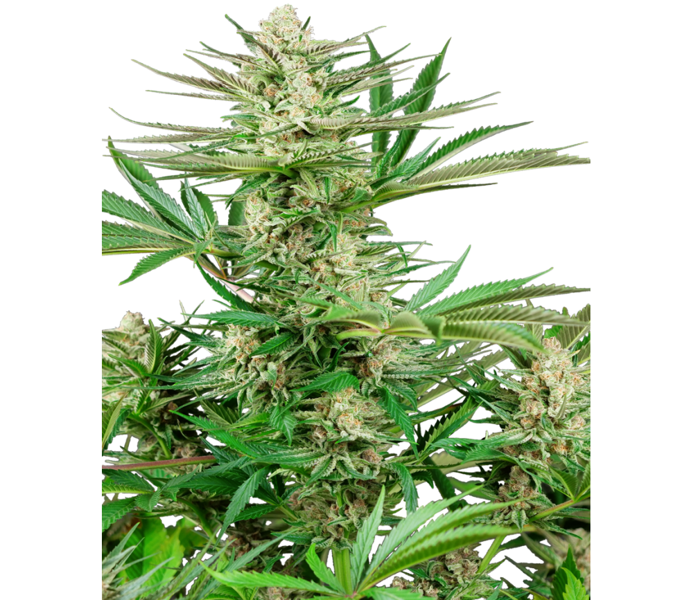 Graines féminisées de Malibu OG Gold de Sensi Seeds dans le catalogue de La Huerta Growshop