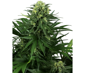 Graines féminisées de Honey Melon Kush de Sensi Seeds chez La Huerta Grow Shop