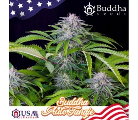 Auto Tangie auto graines de Buddha Seeds dans le catalogue de La Huerta Grow Shop