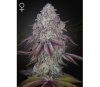 Persian Pie feminized seeds from Green House Seeds in La Huerta.