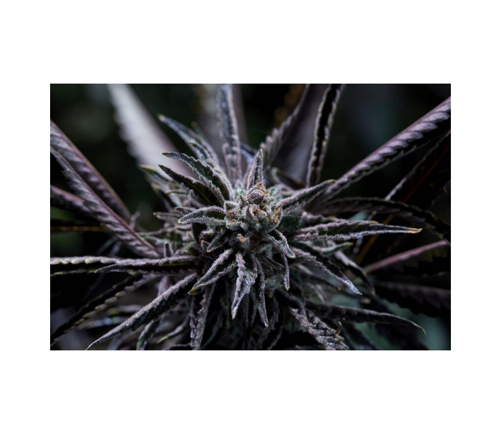 Semillas Feminizadas de Forbidden Blueprint de Purple City Genetics en el catálogo de semillas de marihuana de La Huerta.