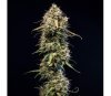 Haze Berry Automatique - Royal Queen Seeds