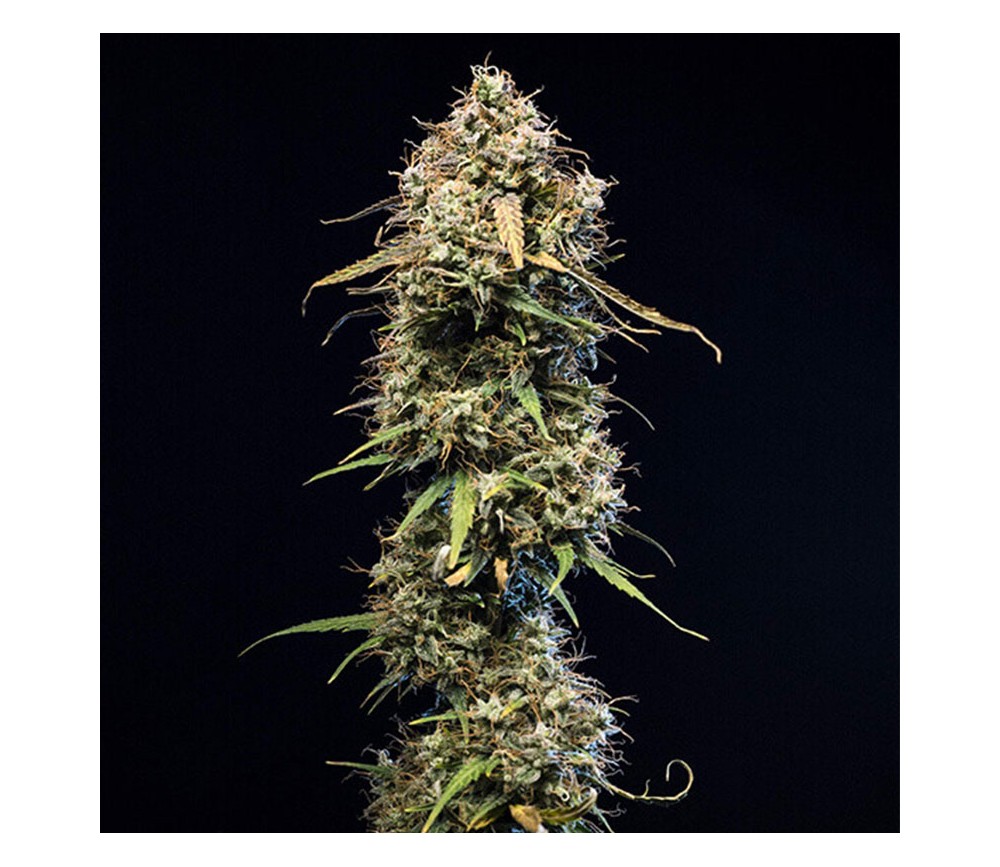 Haze Berry Automatic - Royal Queen Seeds