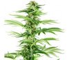 Honig Melone Haze Feminisiert - Sensi Seeds