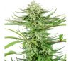 Cashew Kush Feminisiert - Sensi Seeds