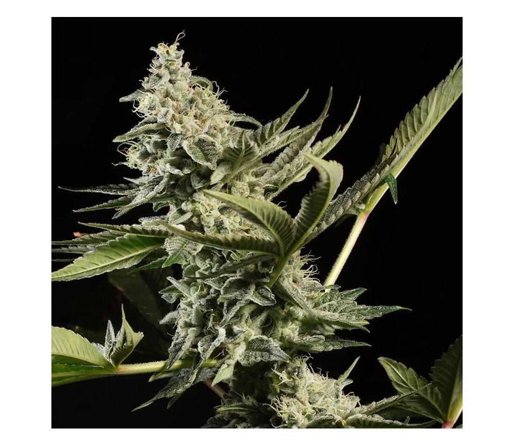 GlowStarz de Paradise Seeds