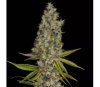 Rainbow Road - Paradise Seeds