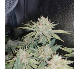 Strawberry Sorbet - DNA Genetics