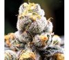 Anesia Scout Cookies - Anesia Seeds