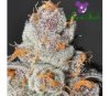 Anesia Scout Cookies - Anesia Seeds