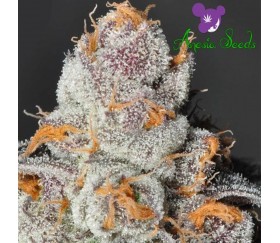 Anesia Scout Cookies - Anesia Seeds