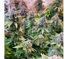 Bruce Banner #3 - Anesia Seeds