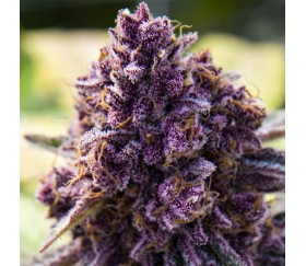✓AUTO BIG BAZOOKA (Anesia Seeds) - Semilla Marihuana Feminizada Rápida