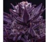 Imperium X - Anesia Seeds