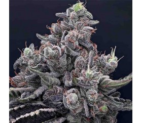 Mob Boss - Anesia Seeds