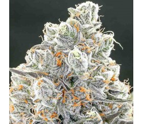 Original Gorilla #4 - Anesia Seeds