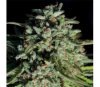 Pure Durban - Anesia Seeds