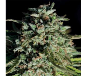 Pure Durban - Anesia Seeds