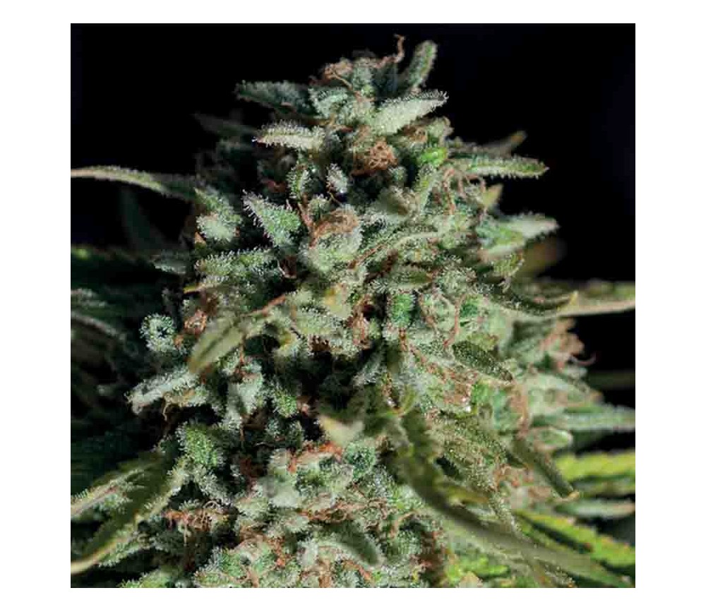 Pure Durban - Anesia Seeds