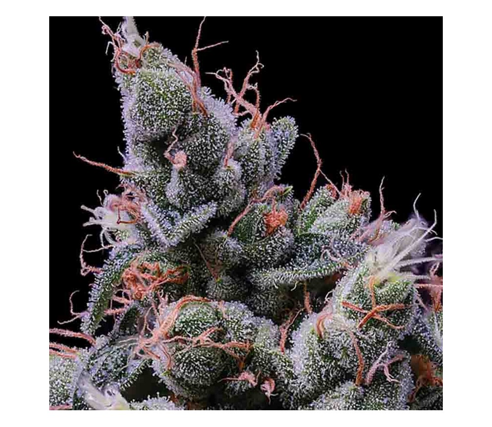 Strawberry Kush - Anesia Seeds