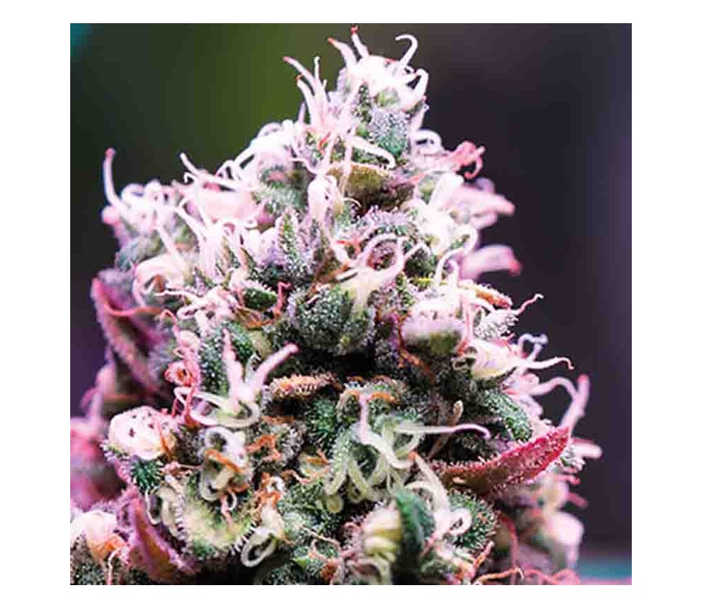 Amnesia Flash Auto - Anesia Seeds