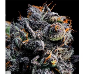 Auto Blueberry Banana of Anesia Seeds