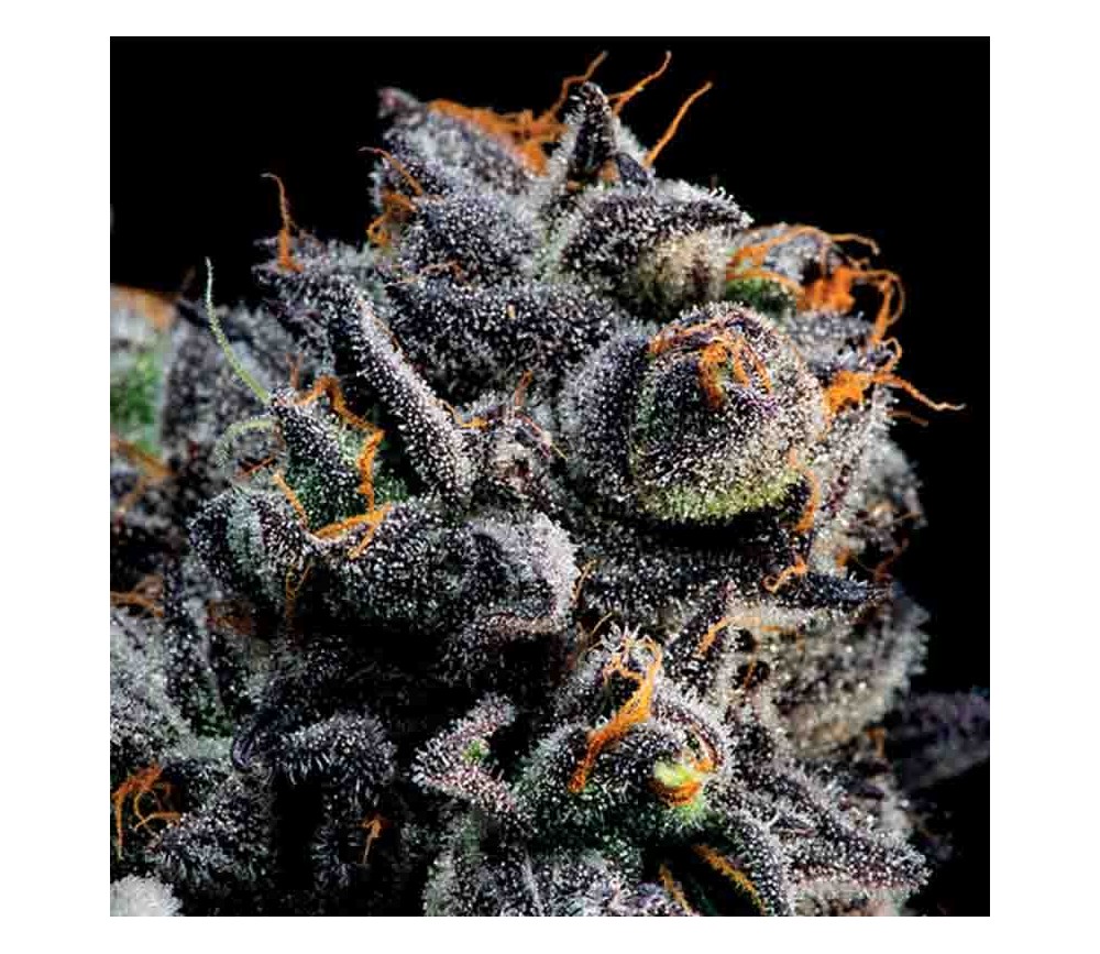 Auto Blueberry Banana d'Anesia Seeds