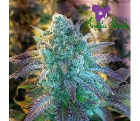 Auto Blueberry Banana of Anesia Seeds