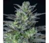 Auto Sleepy Joe - Anesia Seeds