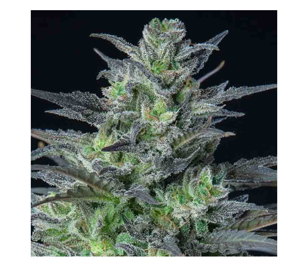 Auto Sleepy Joe - Anesia Seeds