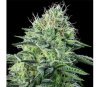 Auto Strawberry Banana - Anesia Seeds