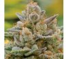 Big Bazooka Auto - Anesia Seeds