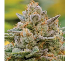 Big Bazooka Auto - Anesia Seeds