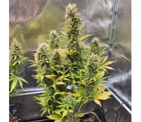 Big Bazooka Auto - Anesia Seeds