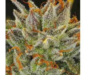 Fat Monkey Auto von Anesia Seeds