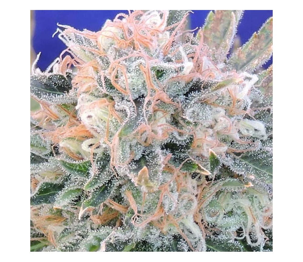 Auto Blueberry Ghost OG - Original Sensible Seeds