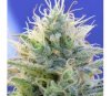 Auto Ghost OG de Original Sensible Seeds