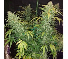 Bruce Banner 3 auto par Original Sensible Seeds