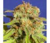 Bruce Banner 3 auto par Original Sensible Seeds