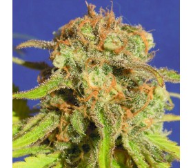 Bruce Banner 3 auto par Original Sensible Seeds