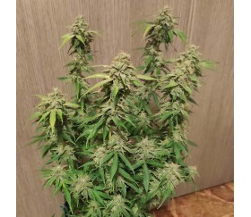 Gelato Auto - Original Sensible Seeds