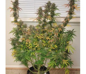 Lemonberry Haze Auto de Original Sensible Seeds