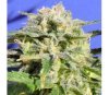 Lemonberry Haze Auto de Original Sensible Seeds