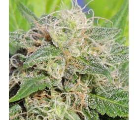 Super Auto Lemon Haze von Original Sensible Seeds