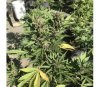 Super Auto Lemon Haze von Original Sensible Seeds