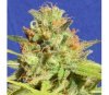 Zkittlez Auto de Original Sensible Seeds